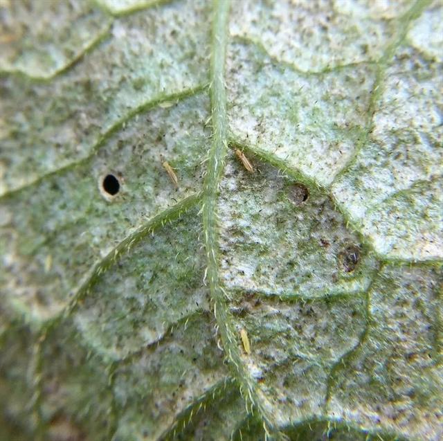 預(yù)防植物感染蟲(chóng)害要掌握幾個(gè)技巧，否則容易感染這8種常見(jiàn)害蟲(chóng)