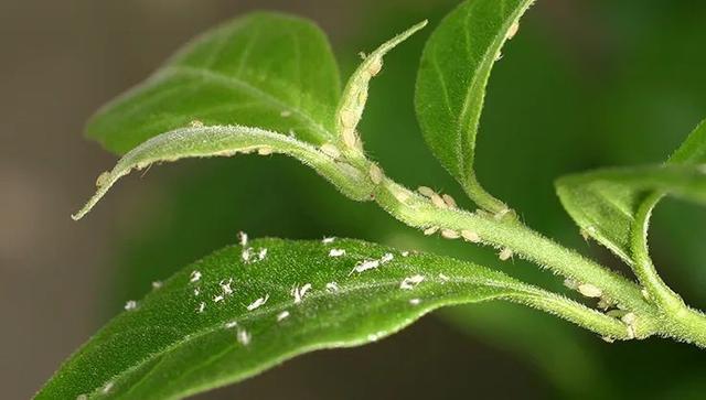 預(yù)防植物感染蟲(chóng)害要掌握幾個(gè)技巧，否則容易感染這8種常見(jiàn)害蟲(chóng)