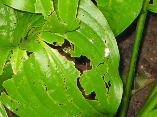 預(yù)防植物感染蟲(chóng)害要掌握幾個(gè)技巧，否則容易感染這8種常見(jiàn)害蟲(chóng)