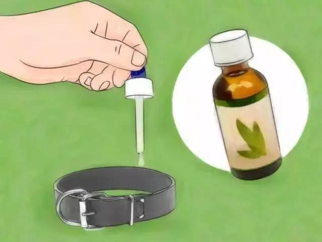 如果發(fā)現(xiàn)家中有跳蚤，只需這樣做，跳蚤就通通不見(jiàn)了