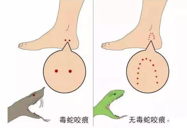 在野外被蟒蛇纏住后，生還的概率有多大？