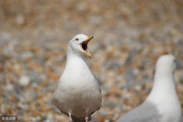動物的鳴叫聲常用于示威、交配，除此外還有哪些用途？