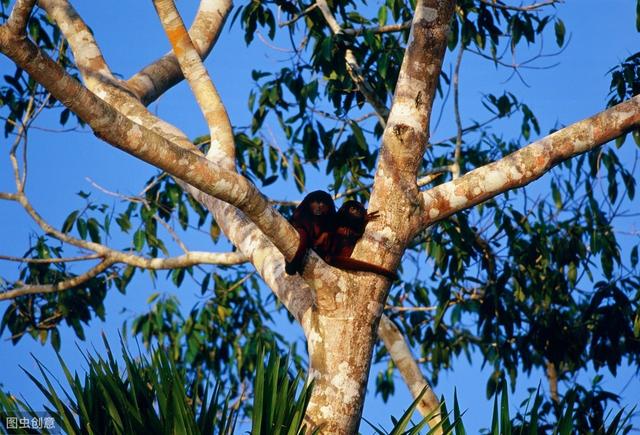 動物的鳴叫聲常用于示威、交配，除此外還有哪些用途？