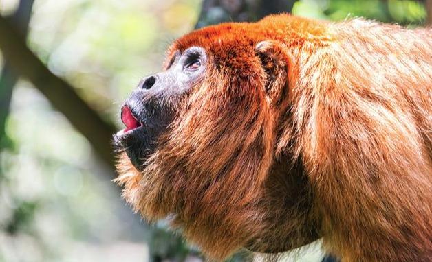 動物的鳴叫聲常用于示威、交配，除此外還有哪些用途？