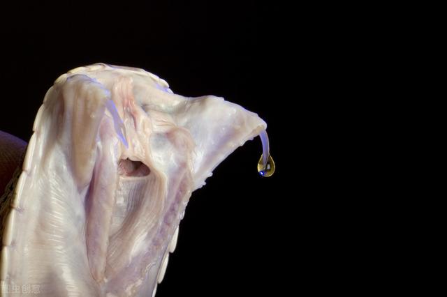 百毒不侵，為什么有些動物能夠以"毒物"為食？