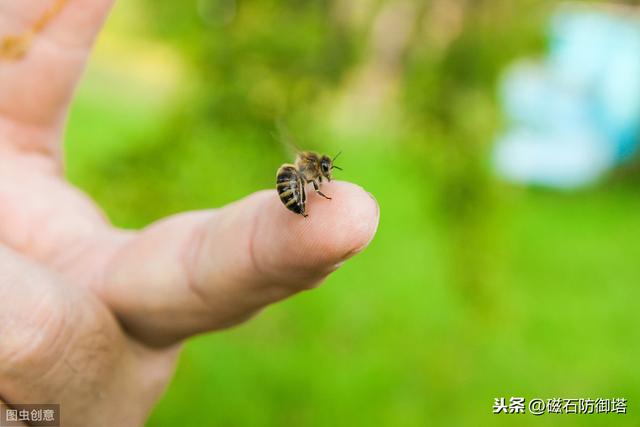 蜜蜂為什么蟄完人就會死？會死為什么還要蜇人？