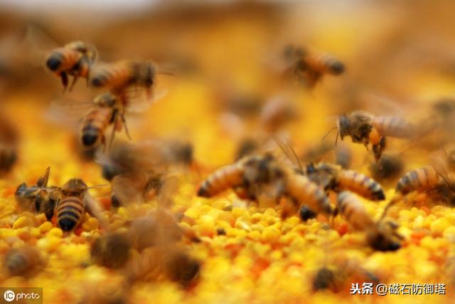 蜜蜂為什么蟄完人就會死？會死為什么還要蜇人？