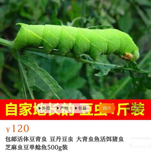 農(nóng)村常見(jiàn)的“豆丹蟲(chóng)”能賣到120元/斤，它有何價(jià)值？