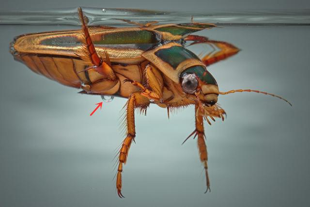 農(nóng)村水坑里的獵食者——潛龍虱，是如何在水下自由呼吸的？