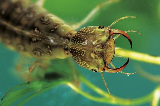 農(nóng)村水坑里的獵食者——潛龍虱，是如何在水下自由呼吸的？