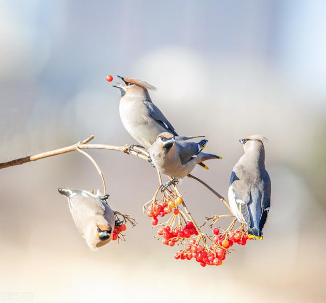 公鳥是怎么追母鳥的？細(xì)心、浪漫，最重要的是千萬不能空手