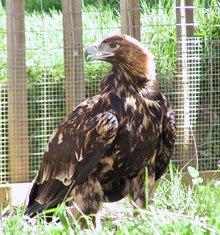 公鳥是怎么追母鳥的？細(xì)心、浪漫，最重要的是千萬不能空手