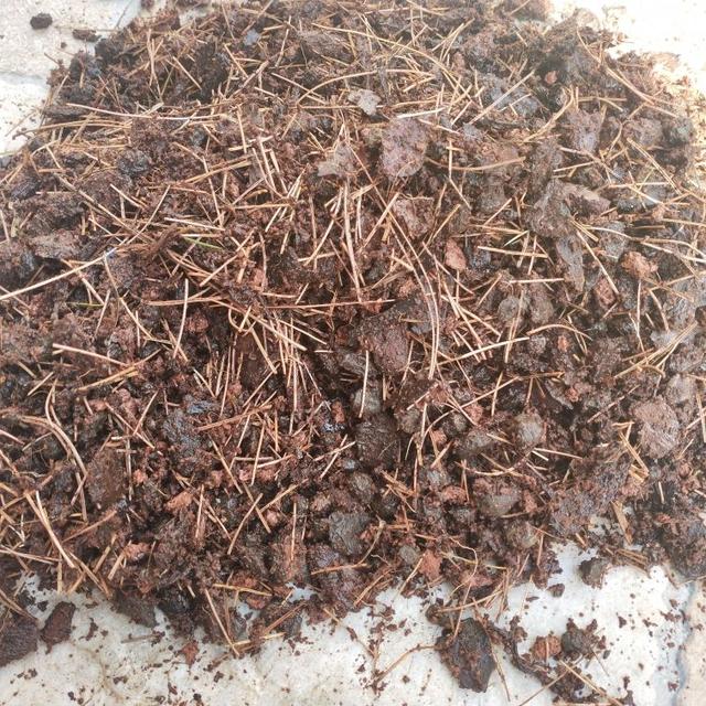 土里撒點蚊香灰，不招蟲、不生病，花長得旺