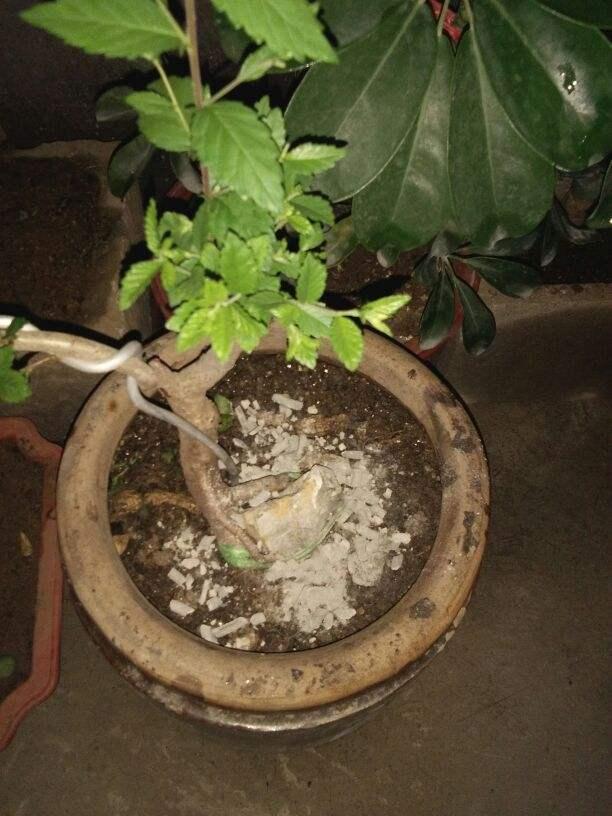 土里撒點蚊香灰，不招蟲、不生病，花長得旺