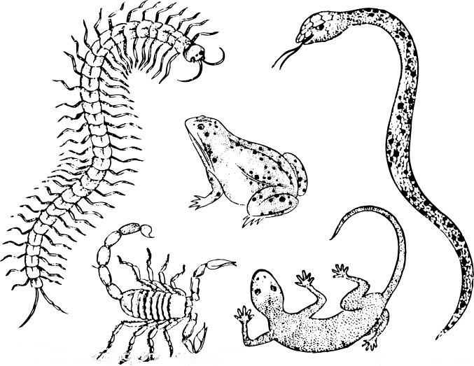 辟謠：蜘蛛不屬于五毒，壁虎才是，毒性和藥用才是五毒的標(biāo)準(zhǔn)