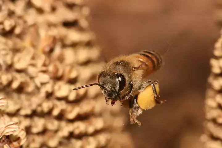 如何區(qū)分黃蜂、蜜蜂、馬蜂、胡蜂……各種蜂？