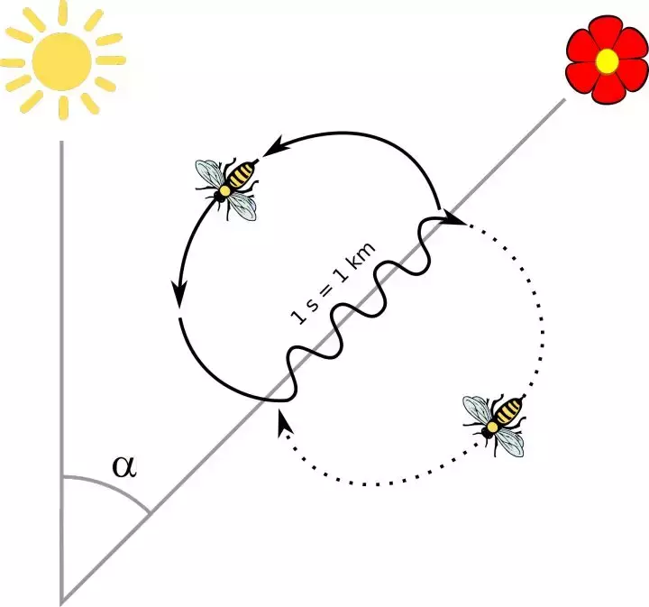 如何區(qū)分黃蜂、蜜蜂、馬蜂、胡蜂……各種蜂？