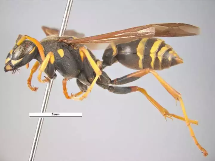如何區(qū)分黃蜂、蜜蜂、馬蜂、胡蜂……各種蜂？