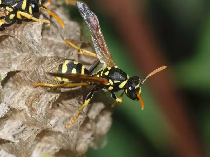 如何區(qū)分黃蜂、蜜蜂、馬蜂、胡蜂……各種蜂？