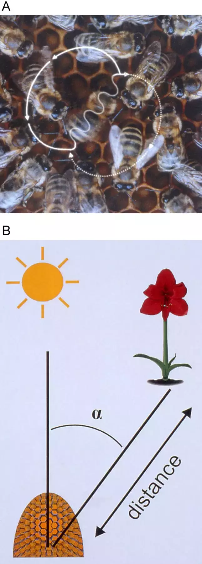 如何區(qū)分黃蜂、蜜蜂、馬蜂、胡蜂……各種蜂？