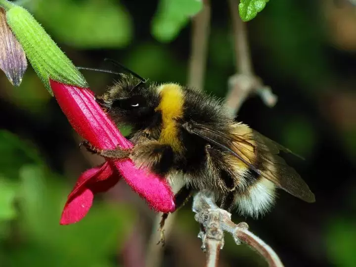 如何區(qū)分黃蜂、蜜蜂、馬蜂、胡蜂……各種蜂？