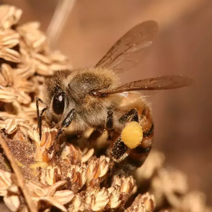 如何區(qū)分黃蜂、蜜蜂、馬蜂、胡蜂……各種蜂？