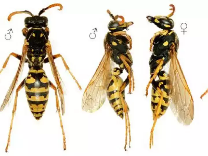 如何區(qū)分黃蜂、蜜蜂、馬蜂、胡蜂……各種蜂？
