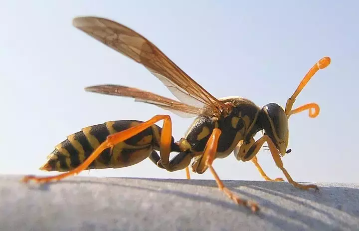 如何區(qū)分黃蜂、蜜蜂、馬蜂、胡蜂……各種蜂？