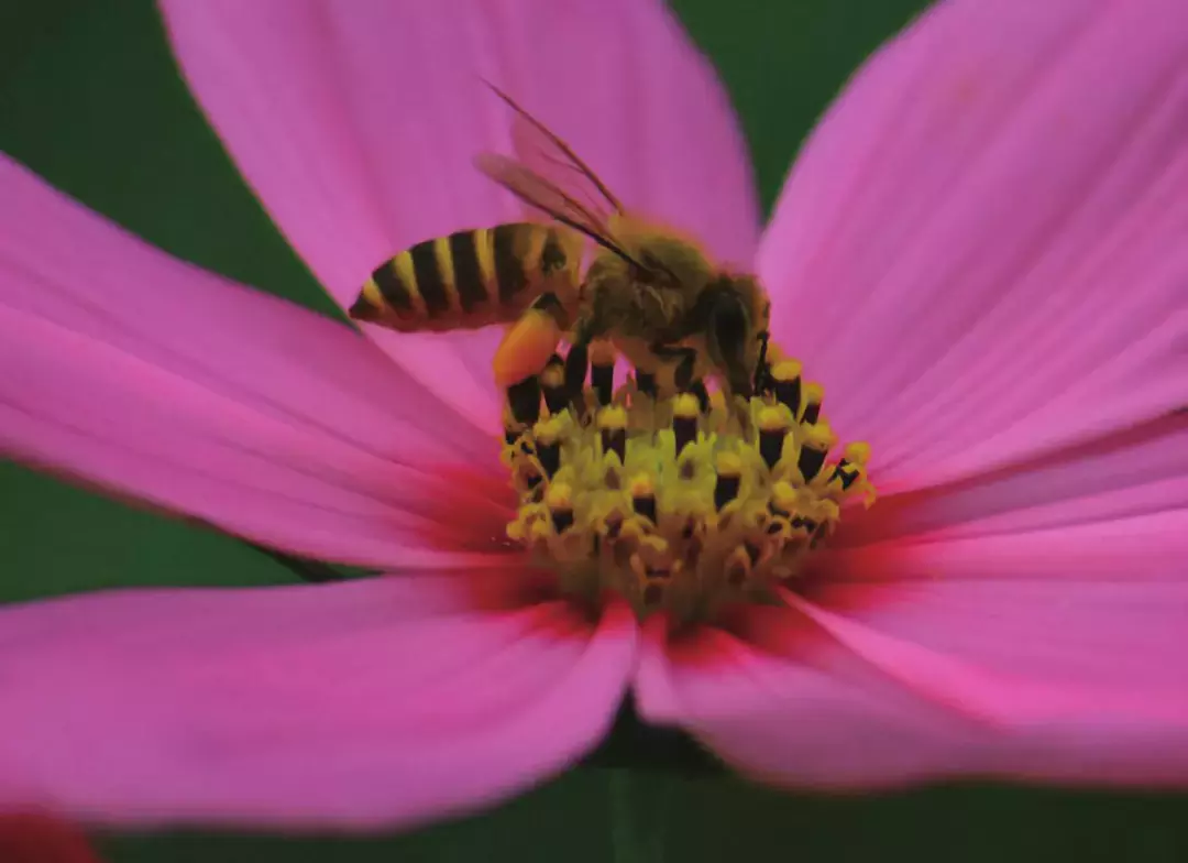 如何區(qū)分黃蜂、蜜蜂、馬蜂、胡蜂……各種蜂？
