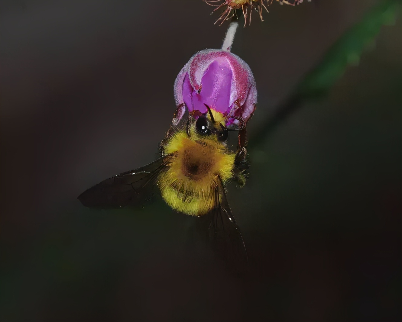 如何區(qū)分黃蜂、蜜蜂、馬蜂、胡蜂……各種蜂？