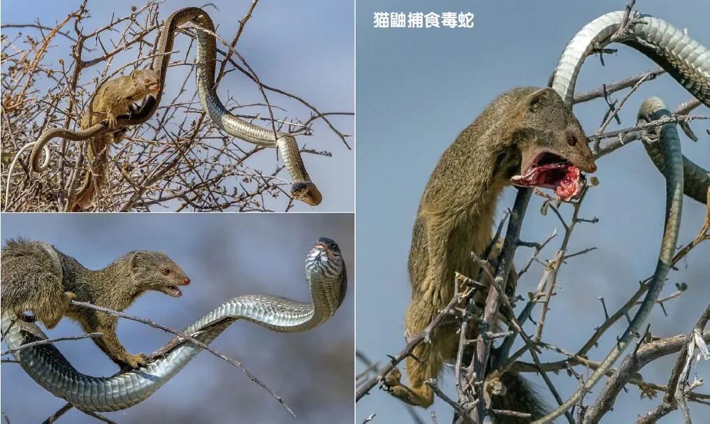 自然界的“解毒大師”中誰最強？