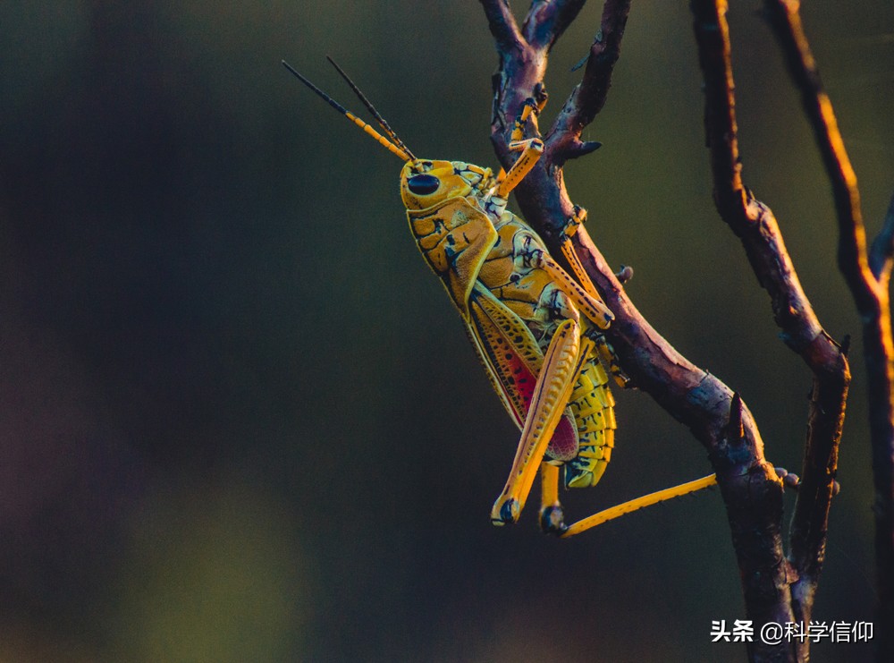 昆蟲(chóng)沒(méi)有腦袋照樣活，這是為什么？