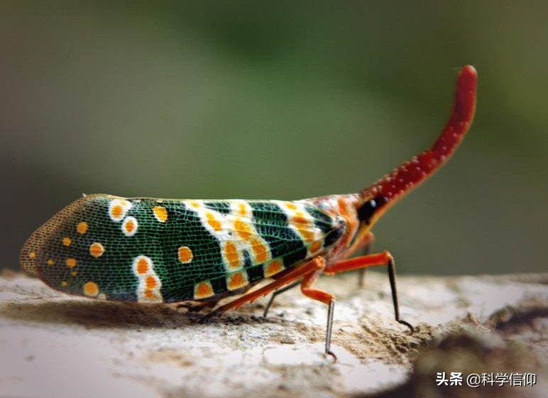 昆蟲(chóng)沒(méi)有腦袋照樣活，這是為什么？