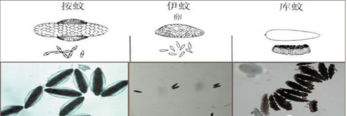 自述｜越冬蚊蟲(chóng)的防治