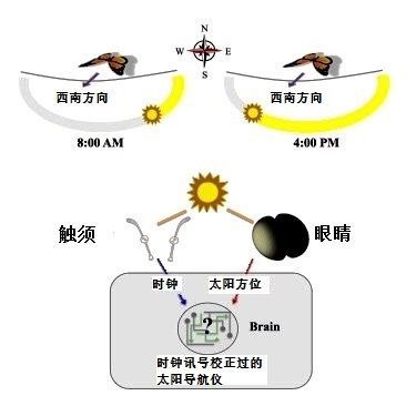 從墨西哥飛往美國，再回到墨西哥，它們用了整整4代
