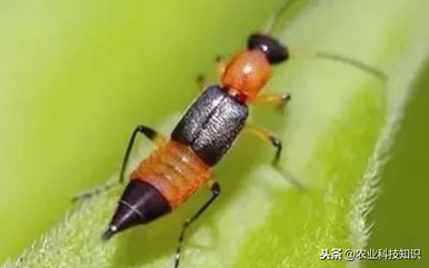 這蟲子可是個狠角色，惹不起，躲著走