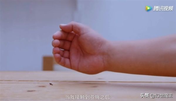 為什么老是打不到蒼蠅？蒼蠅的走位你知道嗎？