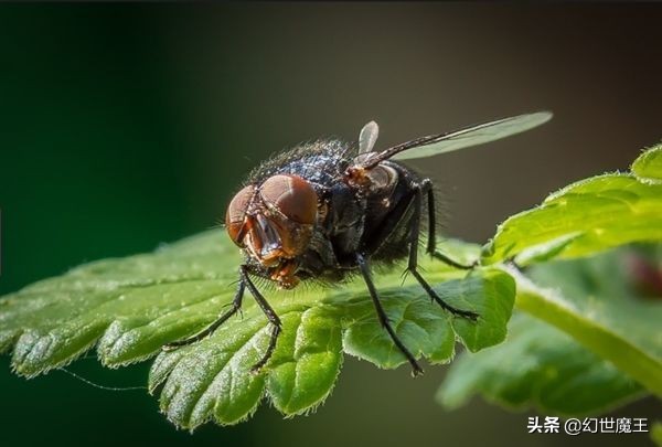 為什么老是打不到蒼蠅？蒼蠅的走位你知道嗎？