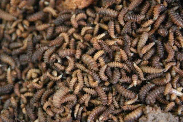 昆蟲有多可怕？無(wú)處不在看似渺小，表現(xiàn)出的“超能力”細(xì)思極恐