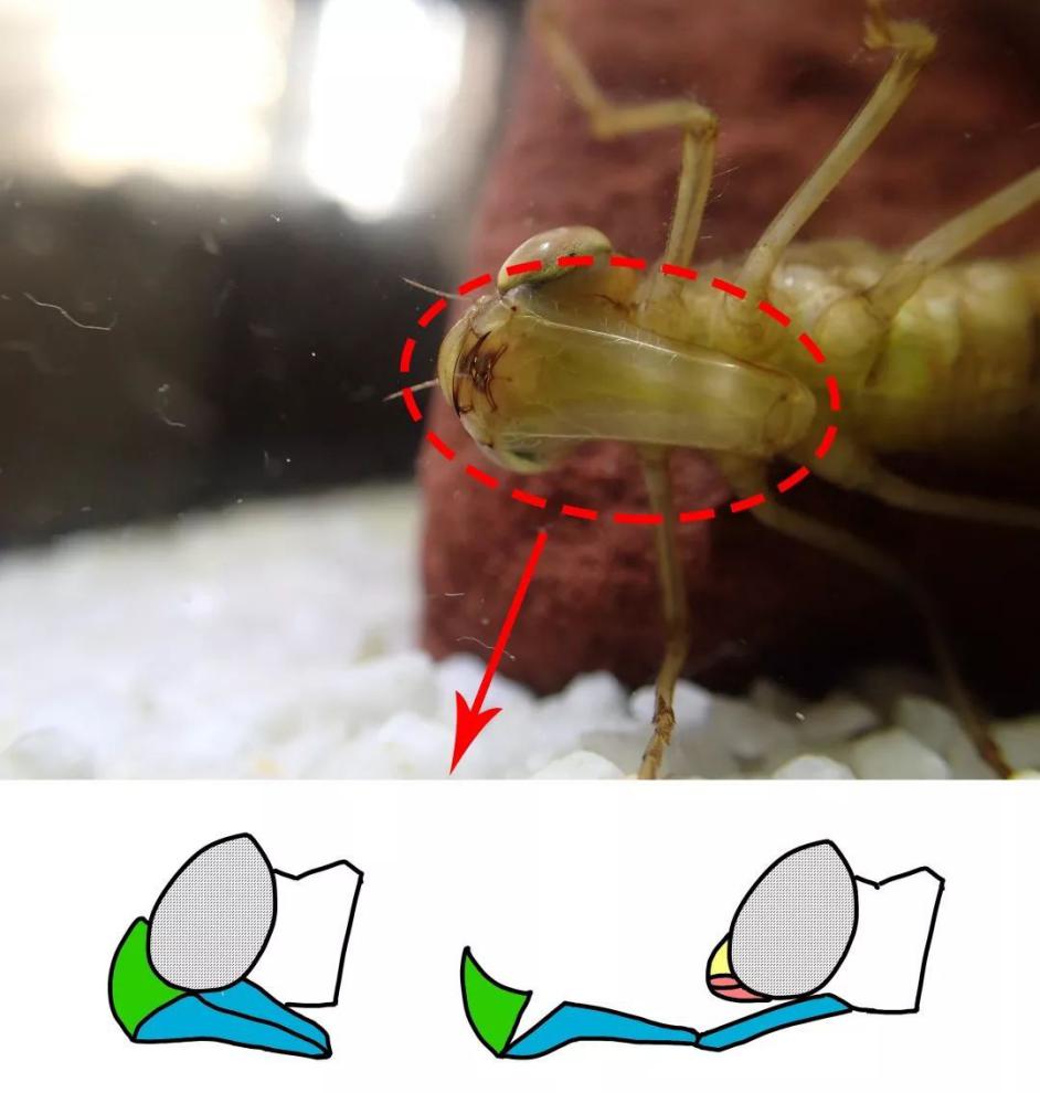 "異形"原型？水下又一兇猛昆蟲(chóng)出現(xiàn)，原來(lái)是蜻蜓稚蟲(chóng)——水蠆