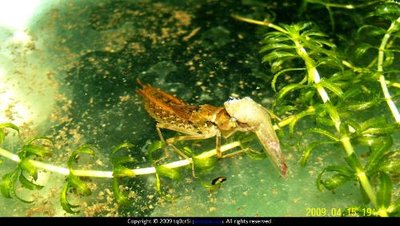 "異形"原型？水下又一兇猛昆蟲(chóng)出現(xiàn)，原來(lái)是蜻蜓稚蟲(chóng)——水蠆