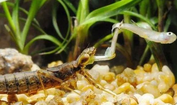 "異形"原型？水下又一兇猛昆蟲(chóng)出現(xiàn)，原來(lái)是蜻蜓稚蟲(chóng)——水蠆