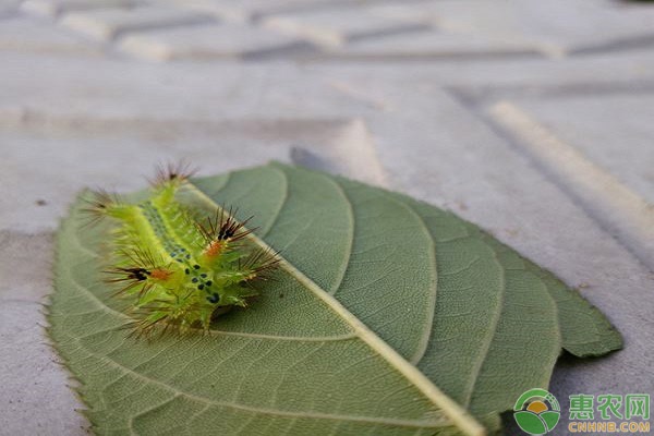 害蟲是怎么定義的？主要分為哪幾種？