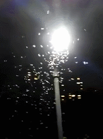 頭皮發(fā)麻，雨后的超級噩夢又來了！成千上萬聚集