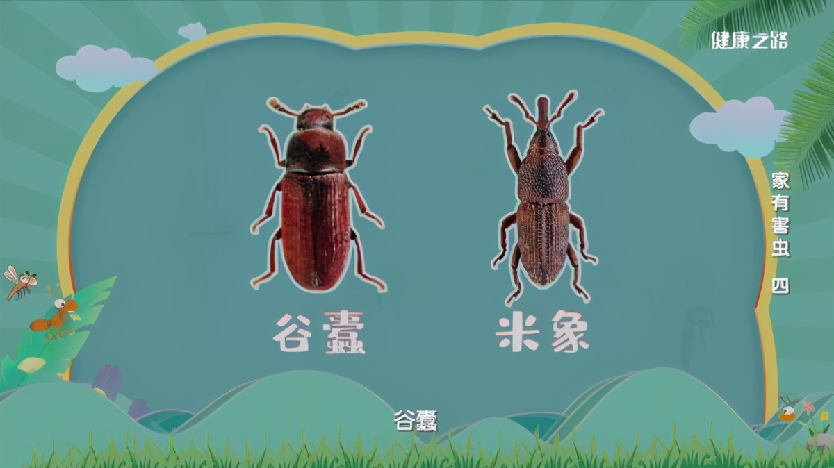 專家這么說：家中出現(xiàn)糧食蛀蟲、衣服蛀蟲不要怕！我們有辦法