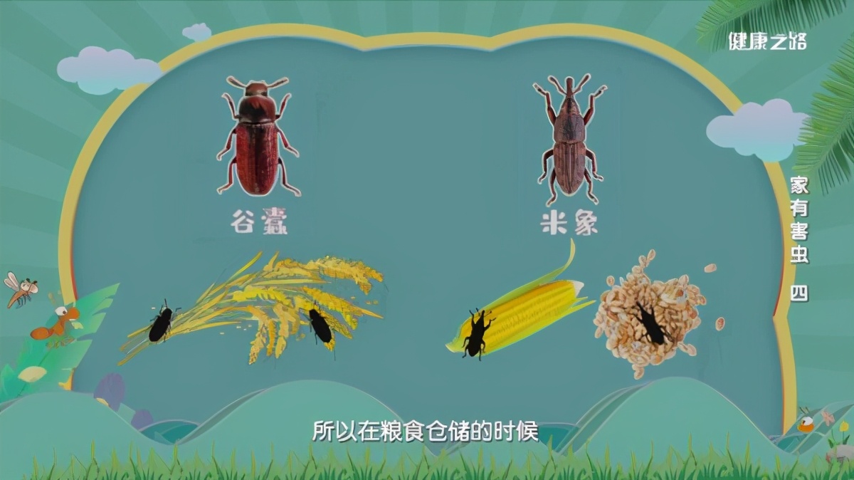 專家這么說：家中出現(xiàn)糧食蛀蟲、衣服蛀蟲不要怕！我們有辦法
