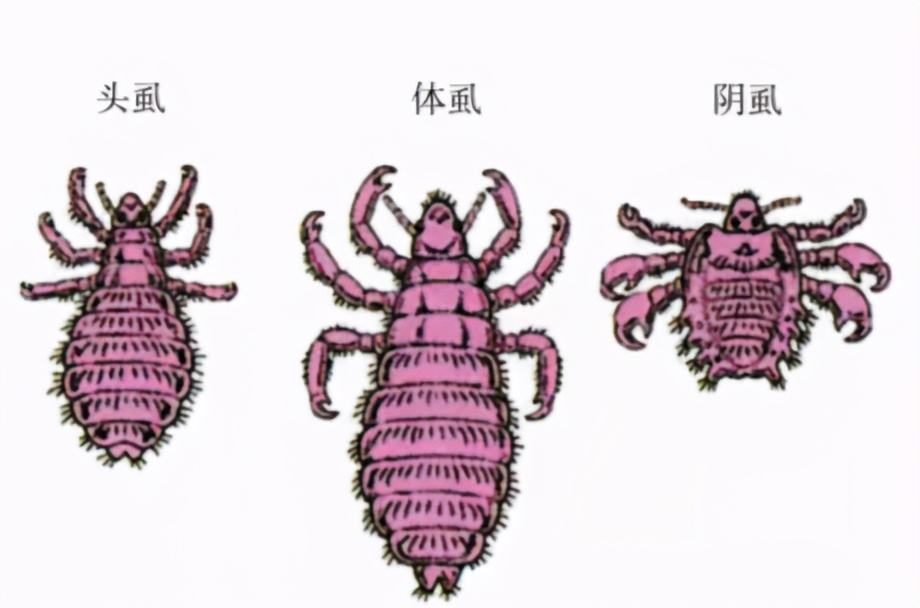 吸人血，傳播病毒！小小的一只卻改變了一場戰(zhàn)爭的勝局