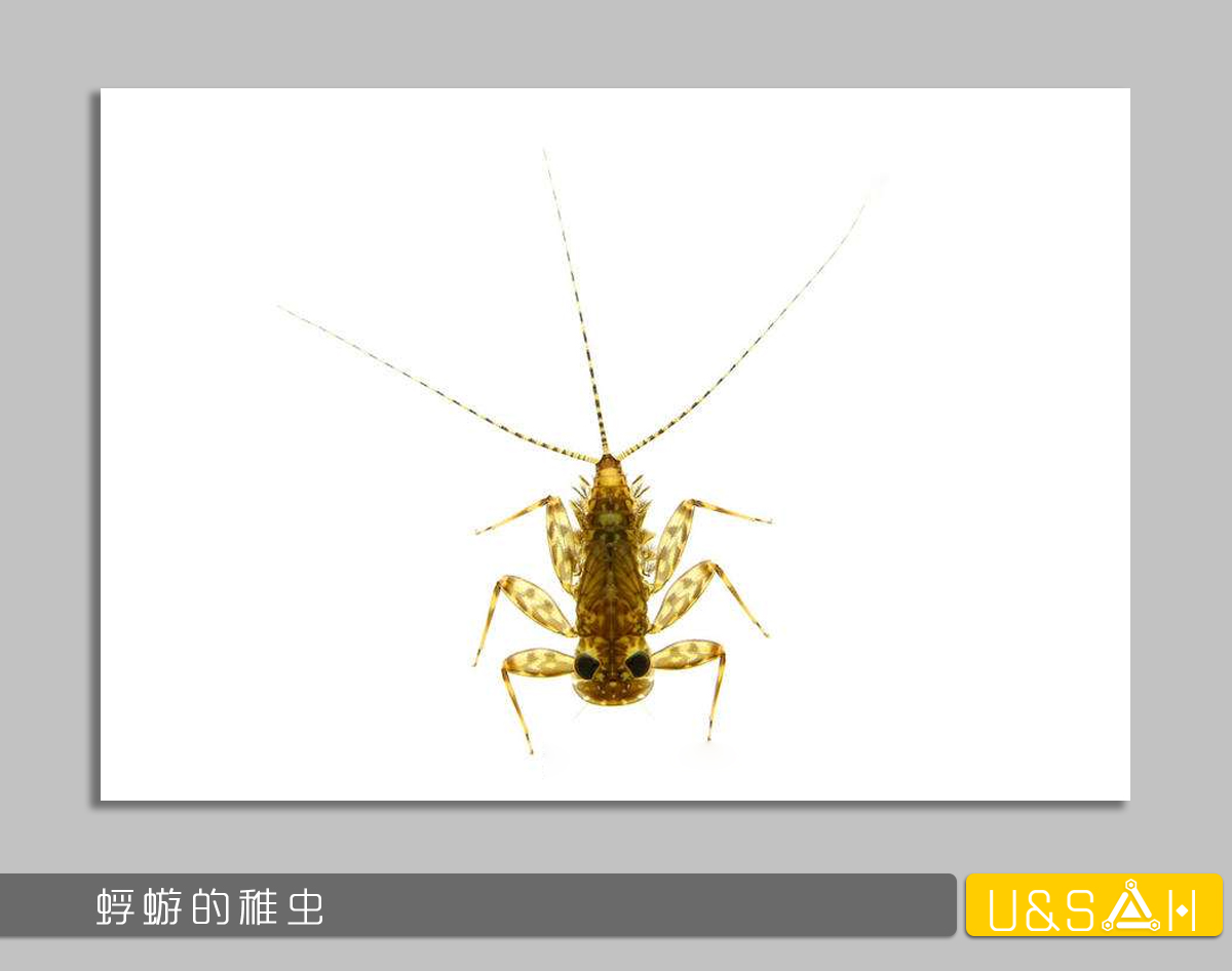 世間最變態(tài)的生物是什么？是蝴蝶！最殘忍的生物呢？還是蝴蝶