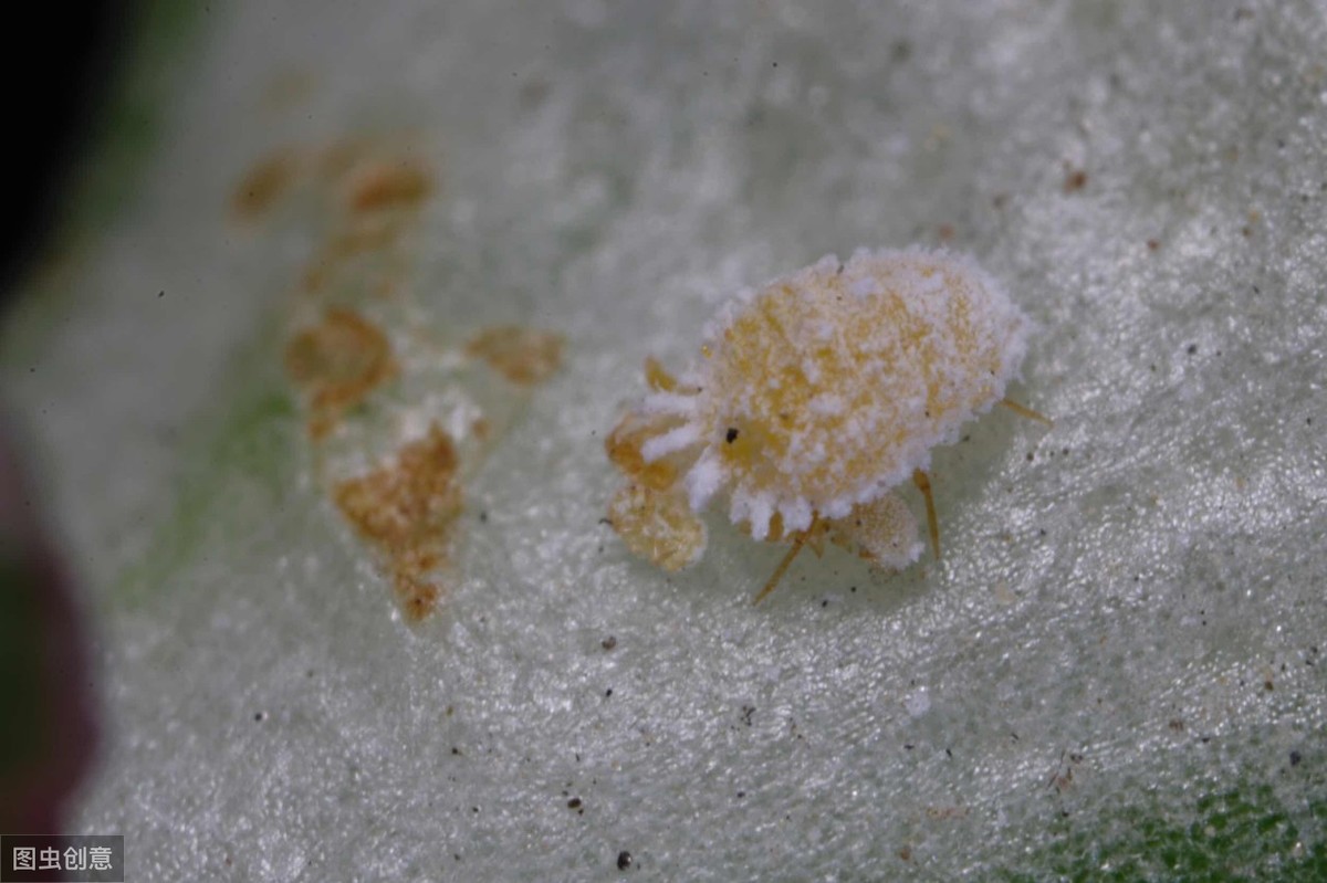 世間最變態(tài)的生物是什么？是蝴蝶！最殘忍的生物呢？還是蝴蝶