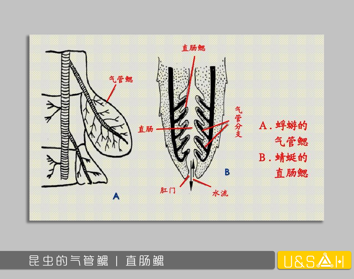 世間最變態(tài)的生物是什么？是蝴蝶！最殘忍的生物呢？還是蝴蝶